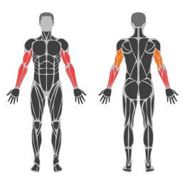 One-Arm Cable Biceps Curl affected muscles