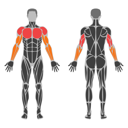 Chest Strength affected muscles