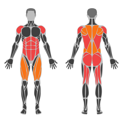 Full Body B affected muscles