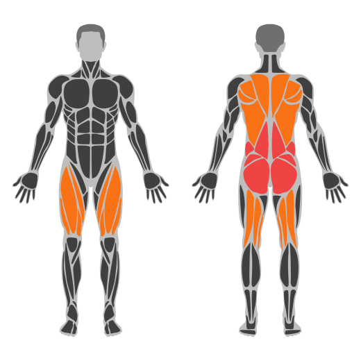 Deadlift affected muscles