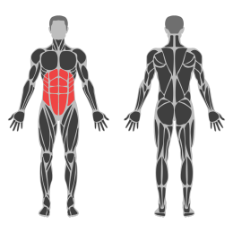 Seated Barbell Twist affected muscles