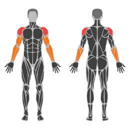 Standing Cuban Press affected muscles