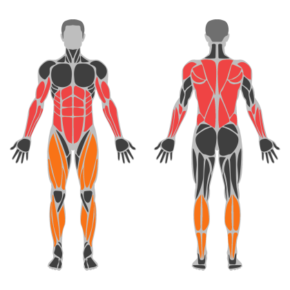 Biceps and Back affected muscles