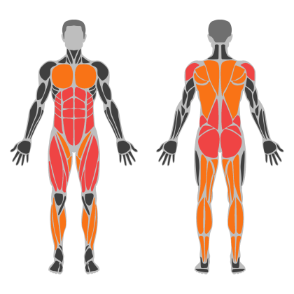 Lower Body Strength affected muscles