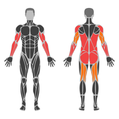 Upper Body / Pull affected muscles