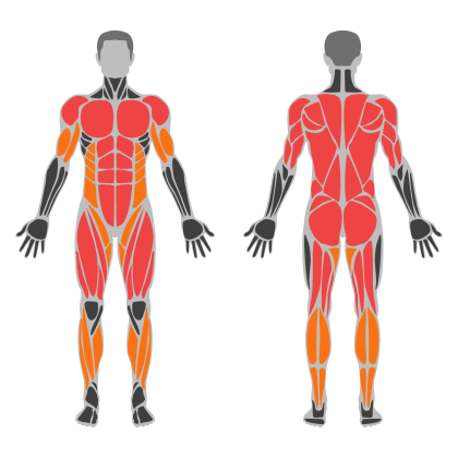 Full Body Circuit affected muscles