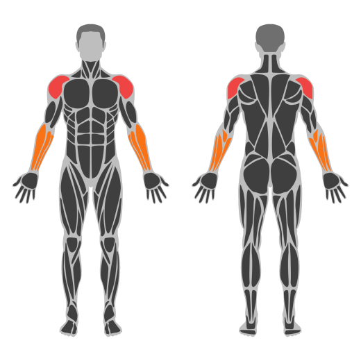 Smith Machine Upright Row affected muscles