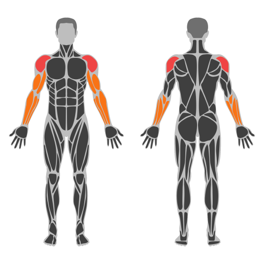 Stojeća kubanska preša affected muscles