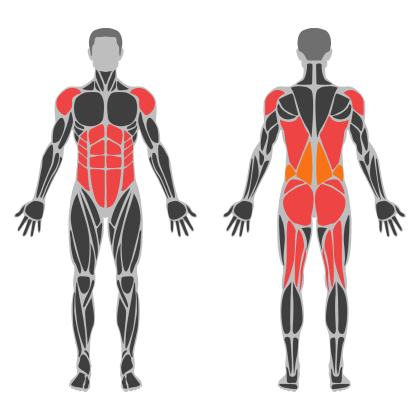 Full Body B affected muscles