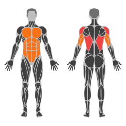 Cable Thibaudeau Kayak Row affected muscles