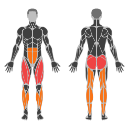 Broad Jump affected muscles