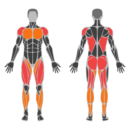 Legs and Glute Volume affected muscles