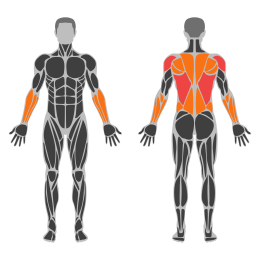 Cable Lat Pulldown affected muscles