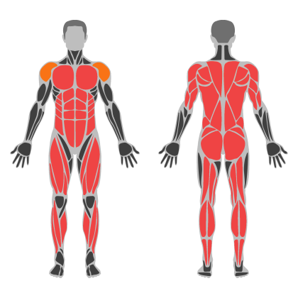 Full Body Power affected muscles