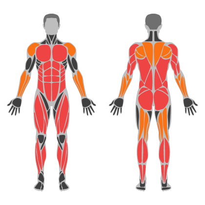 Full Body Circuit affected muscles