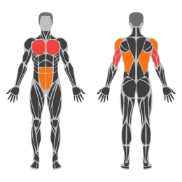 Superman Push-Up affected muscles
