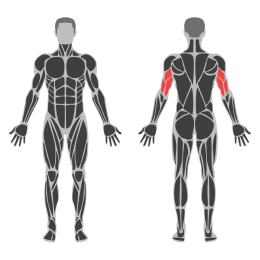 Lying Barbell Triceps Extension (Skullcrusher) affected muscles