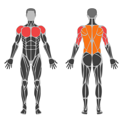 Upper Body / Push affected muscles