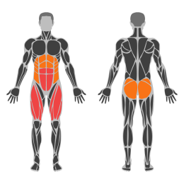 Sissy Squat affected muscles