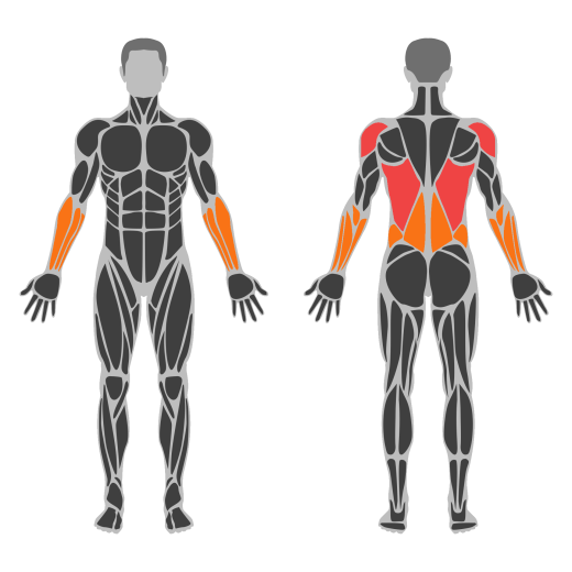 One-Arm Cable Half-Kneeling Lat Pulldown affected muscles