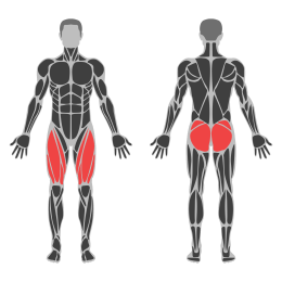 Bulgarian Squat Smith affected muscles