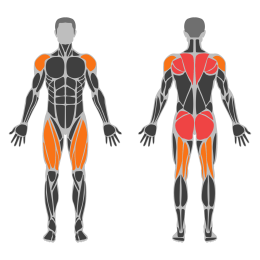 Snatch Pull affected muscles