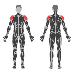 Band Lateral Raise affected muscles