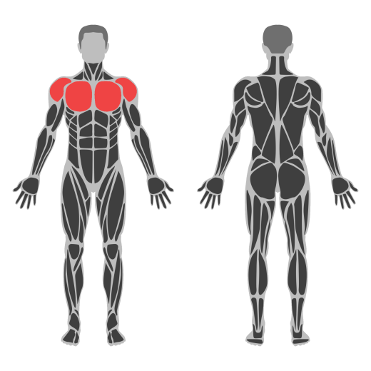 Pec Deck Chest Fly affected muscles