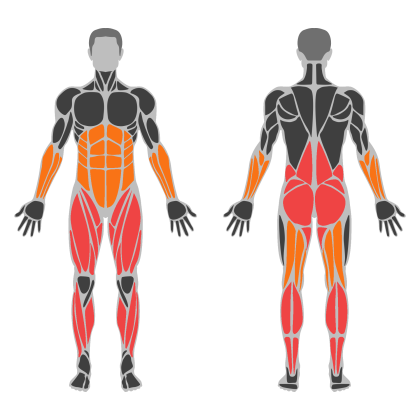 Legs and Glute Volume affected muscles