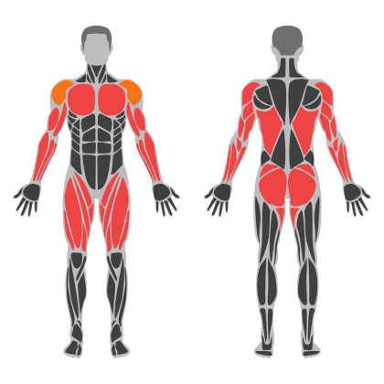 Full Body C affected muscles