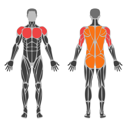 Upper Body / Push affected muscles