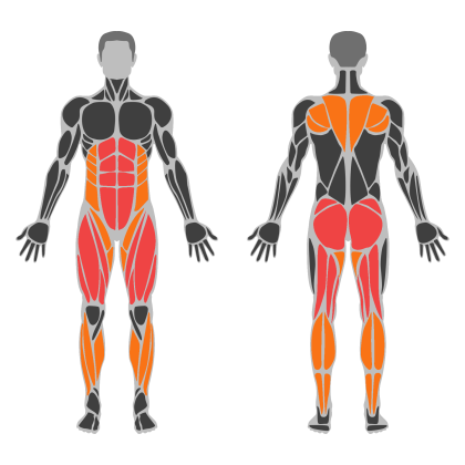 Lower Body Support affected muscles