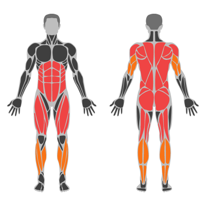 Back and Legs Support affected muscles