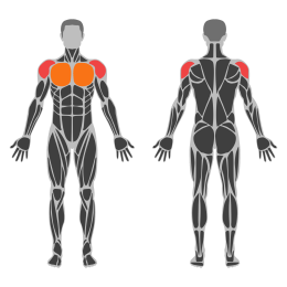 Dumbbell Alternate Hammer Front Raise affected muscles