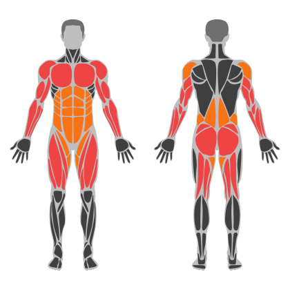 Full Body C affected muscles