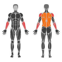 Dead Hang affected muscles
