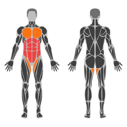 Band Pallof Press affected muscles
