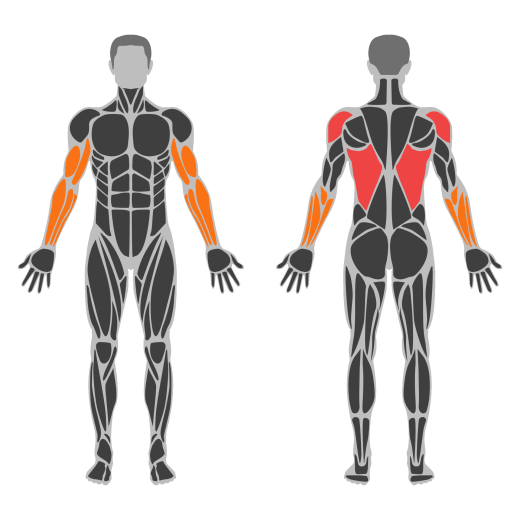 Assisted Pull-Up affected muscles