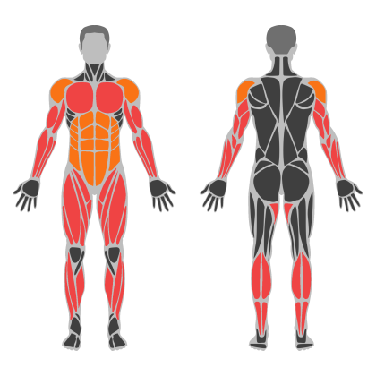 Full Body C affected muscles
