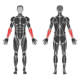 Barbell Standing Wrist Curl affected muscles
