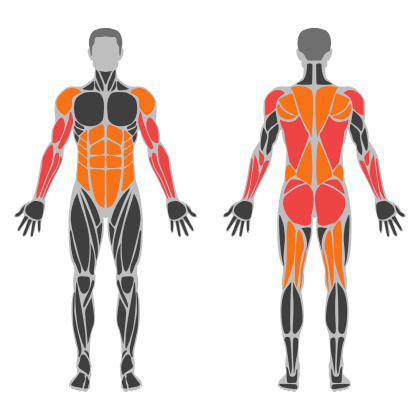 Biceps and Back affected muscles