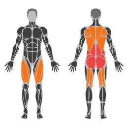 Deadlift affected muscles