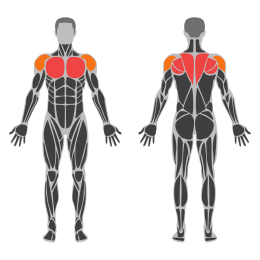 Wall Angel affected muscles