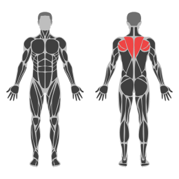 Neck Side Stretch affected muscles