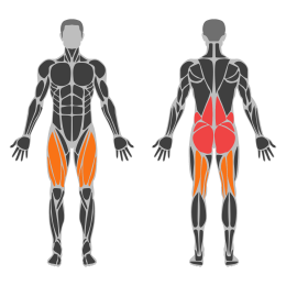 Trap Bar Deadlift affected muscles