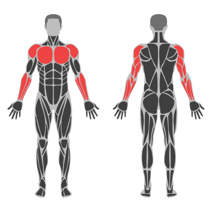 Upper Body / Push affected muscles