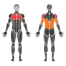 Dumbbell Pullover with Legs Raised affected muscles