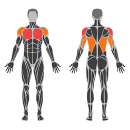 Ring Muscle Up affected muscles