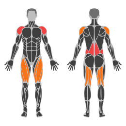 Clean and Jerk affected muscles