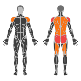 Bird Dog affected muscles